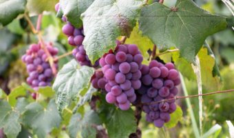 purple grapes