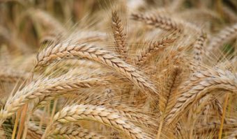 close up of wheat