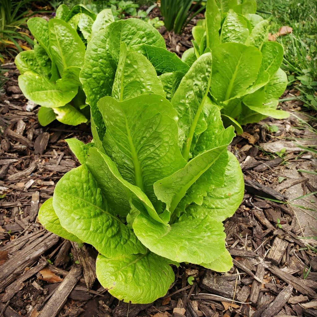 green romaine lettuce growing in our garden